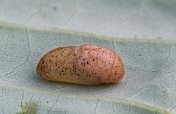 King's Hairstreak chrysalis